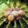 Notocactus_ magnificus _11